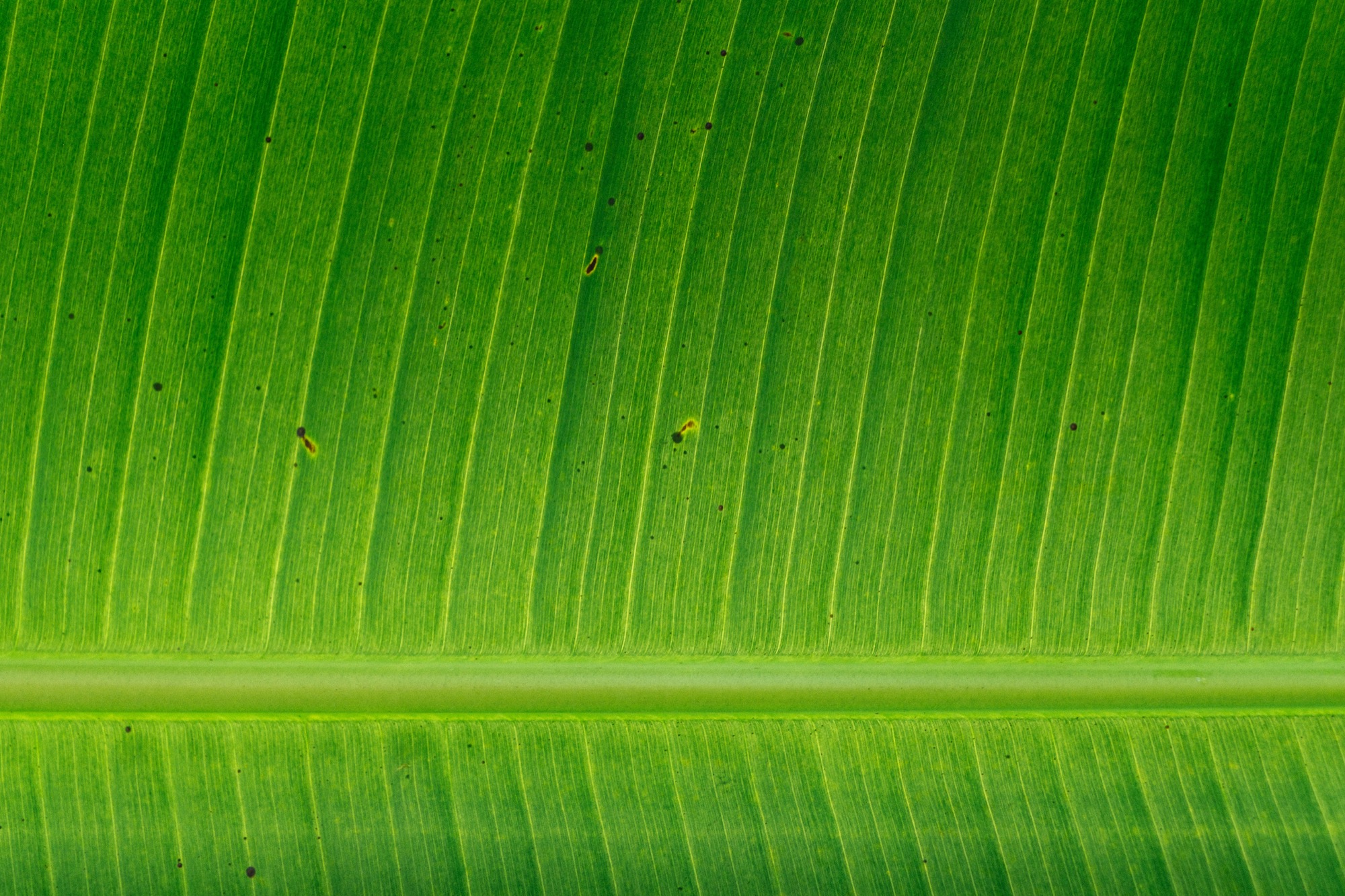 See What Science Says About GMO Wheat Fields